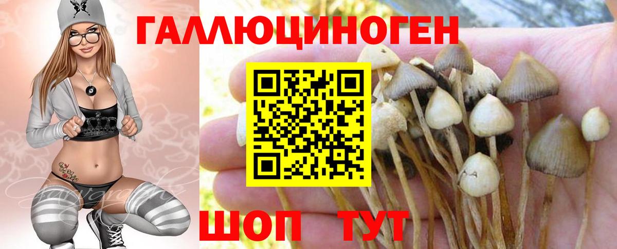 Галлюциногенные грибы Psilocybine cubensis Кузнецк